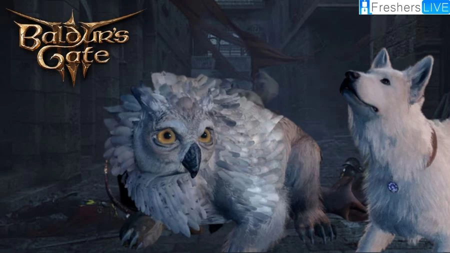 Baldurs Gate 3 Owlbear Cub Pet How to Get Owlbear Cub Baldur