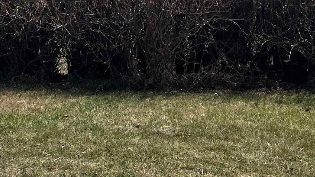 Find Cat in Bush in 11 Seconds