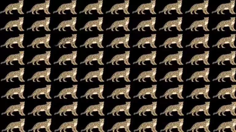 If you have Eagle Eyes find the Odd Leopard in 15 Seconds