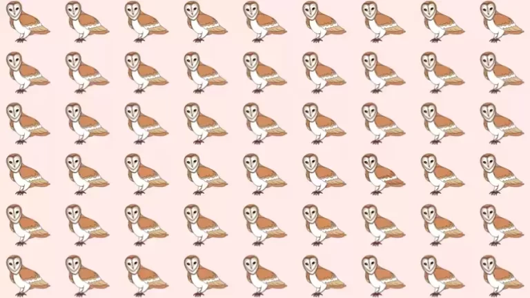 Observation Skill Test: Can you find the odd Owl within 12 seconds?