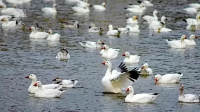 Optical Illusion Brain Test: If you have Sharp Eyes Find the Hidden Swan among these Ducks within 12 Seconds?