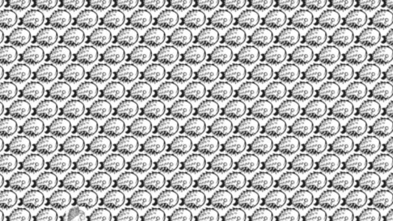 Can You Spot The Porcupine Among The Fishes Within 8 Seconds? Explanation And Solution To The Optical Illusion