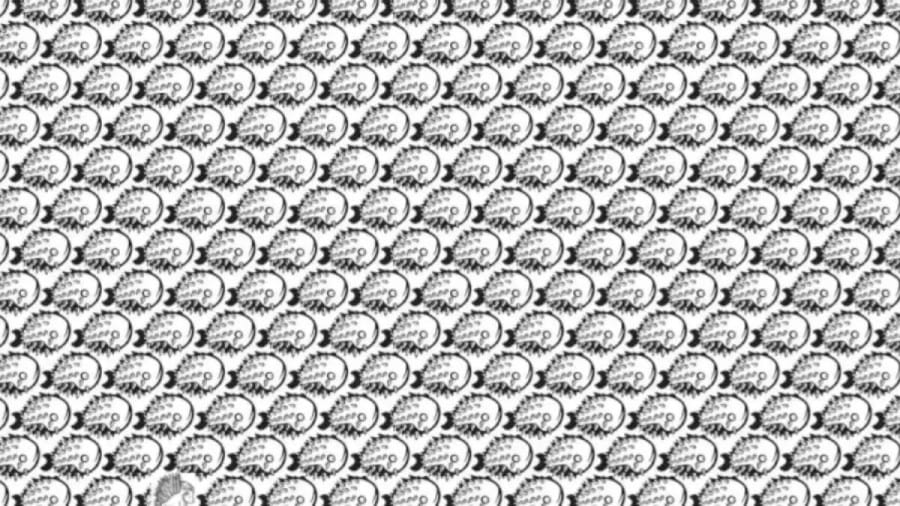 Can You Spot The Porcupine Among The Fishes Within 8 Seconds? Explanation And Solution To The Optical Illusion