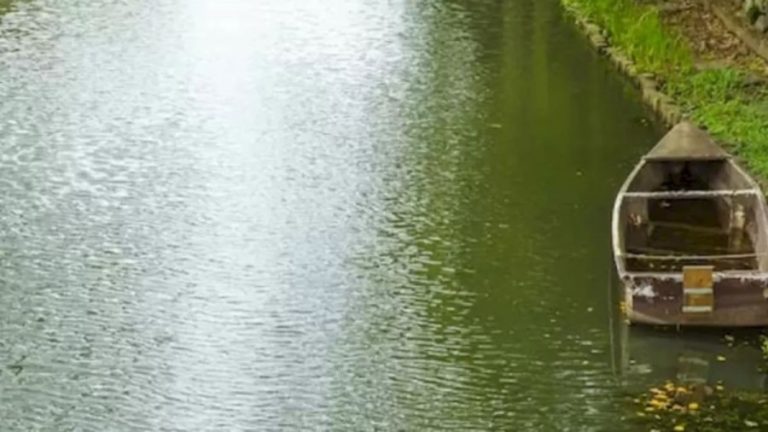 Finding Alligator Optical Illusion: Within 12 Seconds, Can You spot The Alligator in this Canal?