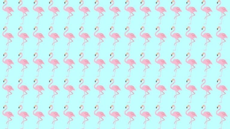 Observation Skill Test: Can you spot which Flamingo is different in 10 seconds?