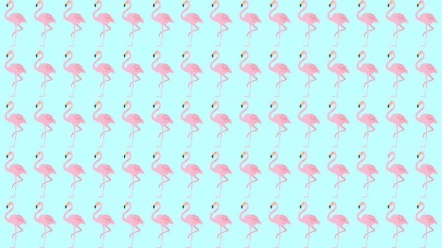 Observation Skill Test: Can you spot which Flamingo is different in 10 seconds?