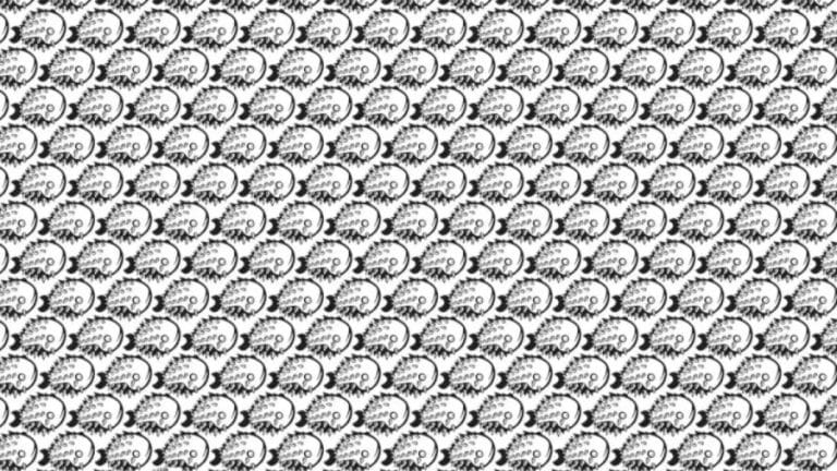 Optical Illusion: Can you find the Porcupine among the Fishes within 8 Seconds?