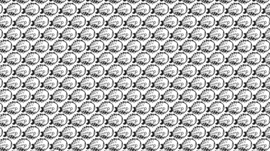 Optical Illusion: Can you find the Porcupine among the Fishes within 8 Seconds?