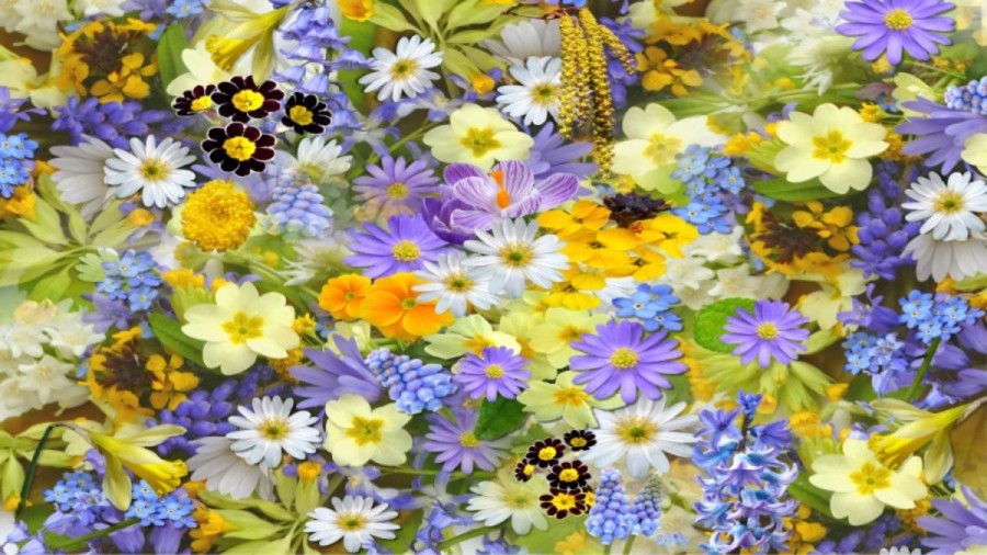 Optical Illusion Challenge: If you have Eagle Eyes spot the hidden Chrysanthemum within 15 seconds