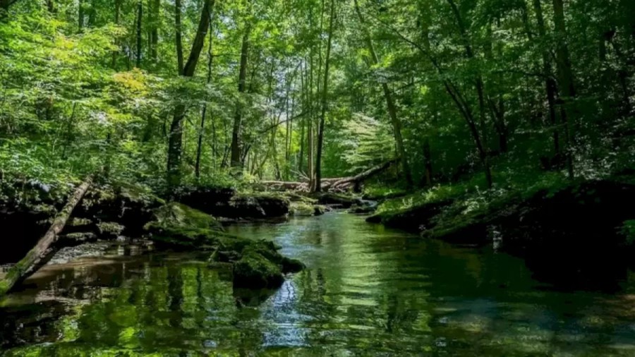 There is a Huge Anaconda in this River. Can you find it in this Optical Illusion?