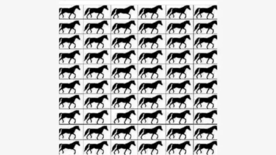Brain Teaser: If You Have Hawk Eyes find How Many Horses with 3 Legs?