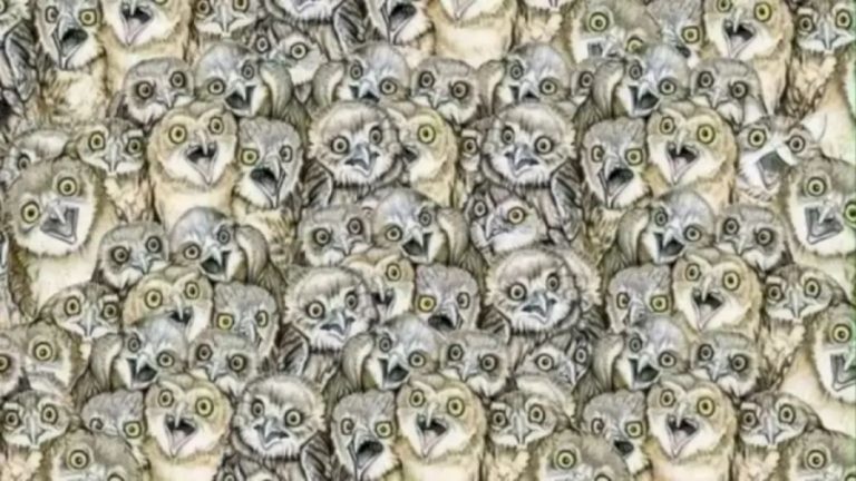 Brain Teaser: If you Have Eagle Eyes Find The Hidden Cat among The Owl Within 15 Seconds