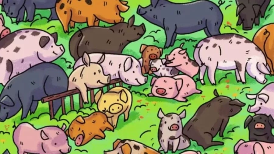 Can You Spot the Hippopotamus Among the Pig Within 8 Seconds? Explanation and Solution to the Hippopotamus Optical Illusion