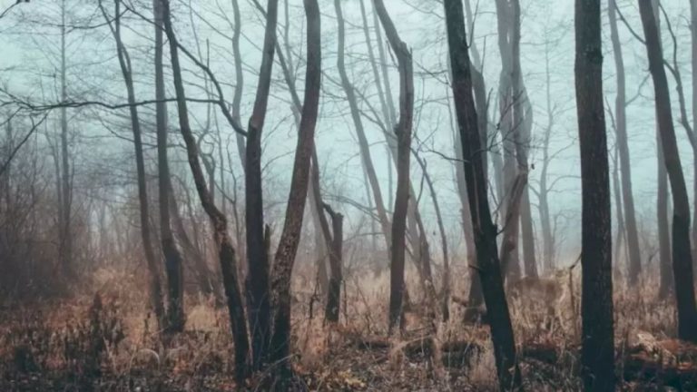 Finding Elk Optical Illusion: Within 17 Seconds, Find The Elk In This Leafless Forest