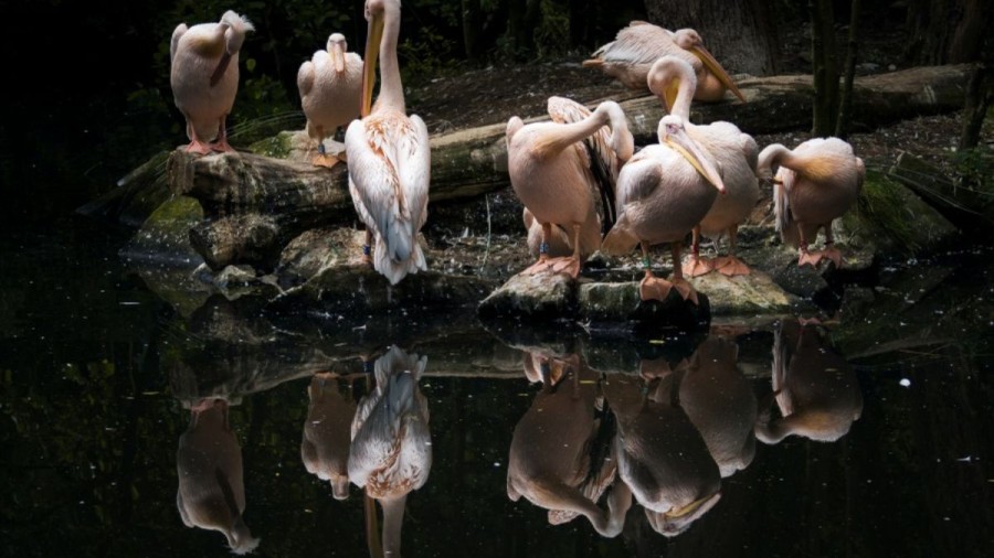 Optical Illusion: Can you save the Pelicans from a Crocodile in 12 Seconds?