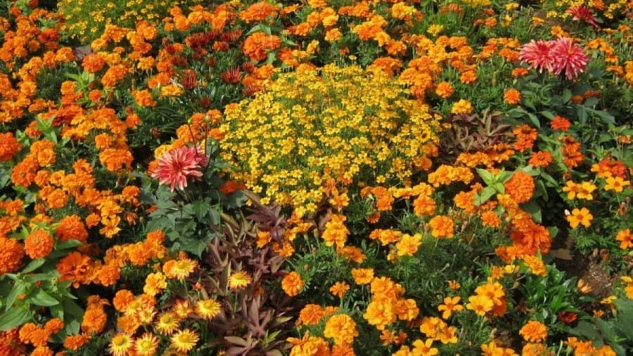 Optical Illusion Challenge: If you have excellent vision try to find the Sunflower among the flowers within 15 seconds