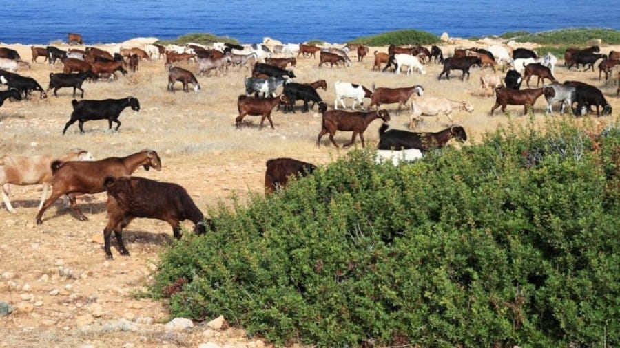 Optical Illusion Challenge: Spot the Dog Among the Goats Within 20 Seconds If You Have Sharp Vision