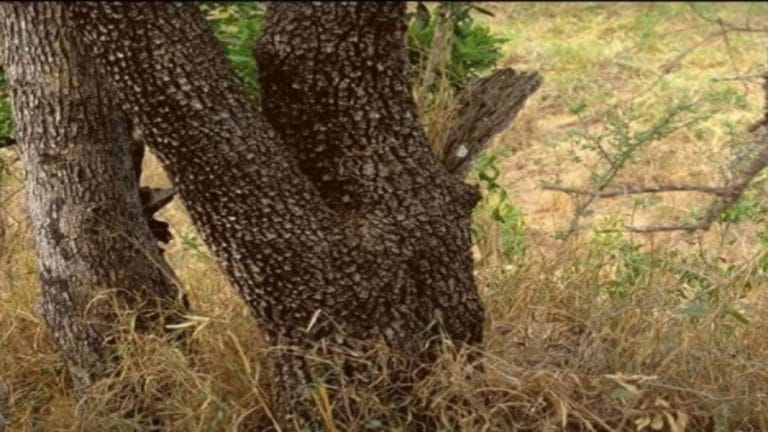 Optical Illusion Eye Challenge: If you find the Hidden Leopard within 13 Sec? Explanation and Solution to the Hidden Leopard Optical Illusion