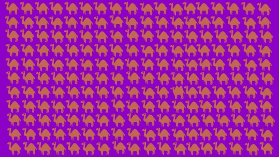 Optical Illusion Eye Test: Can You Identify the Odd Camel in this Picture within 10 Seconds?