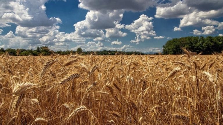 Optical Illusion Eye Test: If You Have Keen Eyes Try To Spot The Goat In This Wheat Field Within 15 Seconds