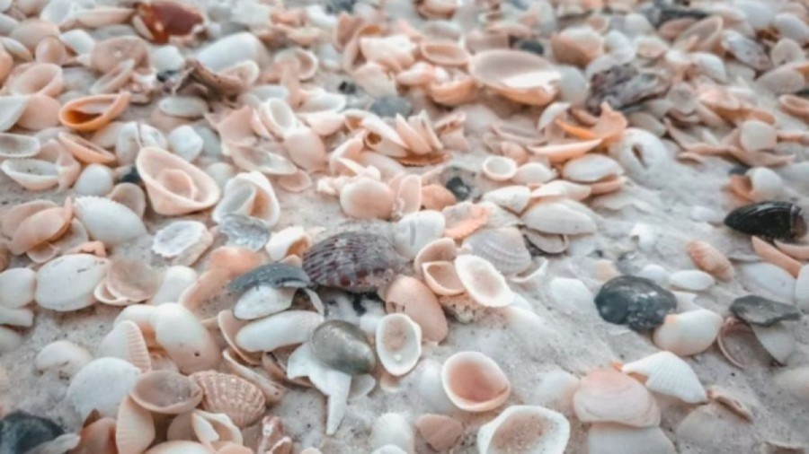 Optical Illusion: If You Have Hawk Eyes Spot the Egg among Shells in 10 Secs?