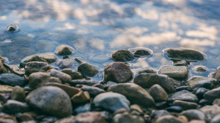 Optical Illusion: Sharp Eye people can spot the Frog in 10 seconds?