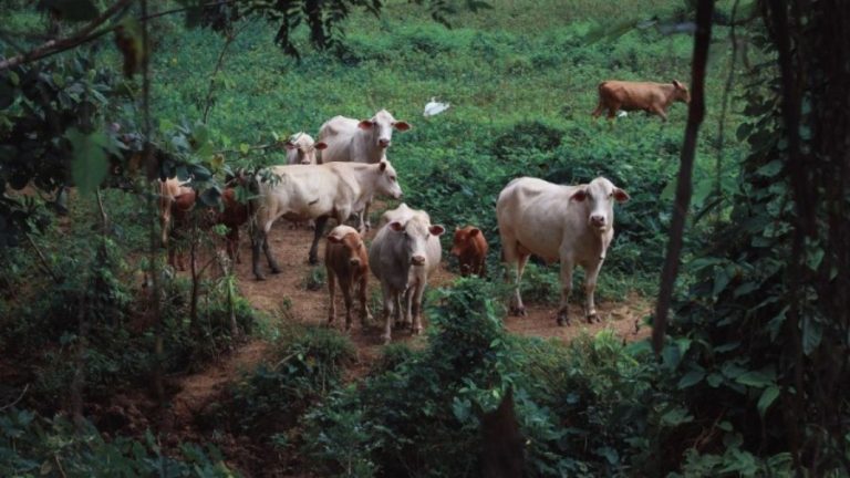 Optical Illusion: The Cows are in Danger. Save them from the Dangerous Snake