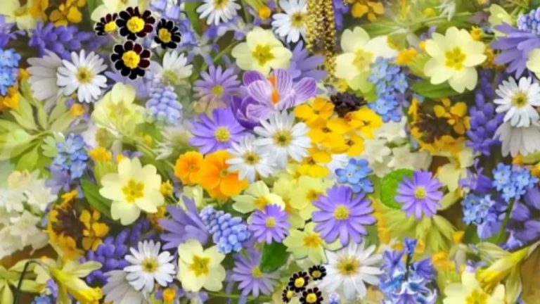 Optical Illusion Visual Test: Find The Hidden Grape Among These Flowers Within 12 Seconds?