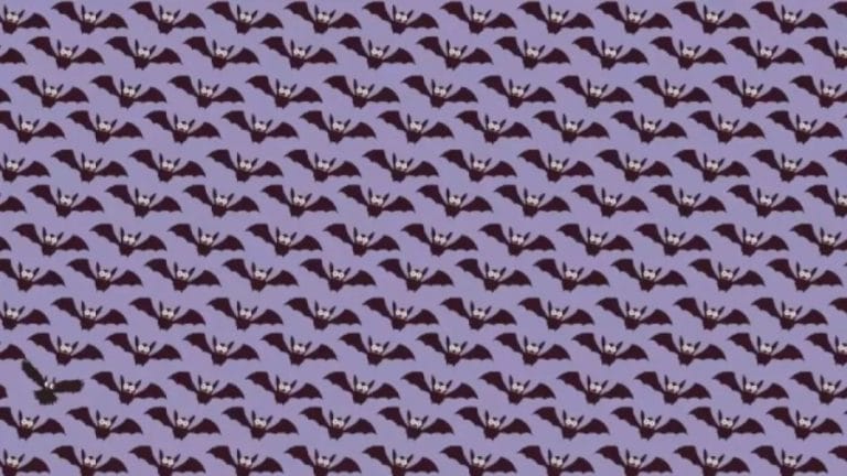 Can You Spot The Owl Among The Bats Within 10 Seconds? Explanation And Solution To The Optical Illusion