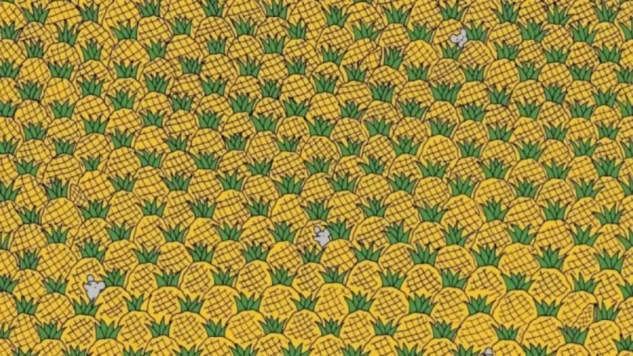 Seek And Find Optical Illusion: Eagle Eyes Can Spot Four Corns Among the Pineapples in 20 Secs