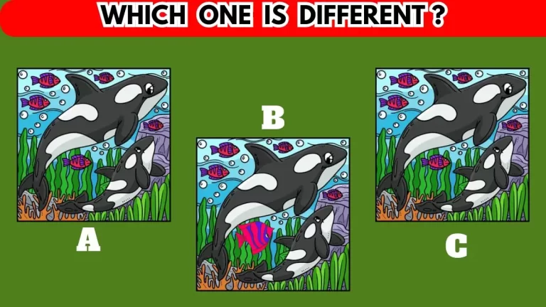 Brain Teaser: Among the 3 Images Which One is Different?