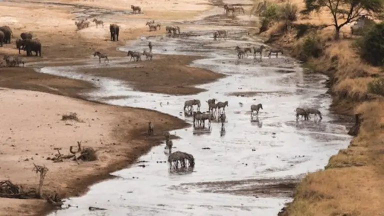 Optical Illusion Challenge: You Have Eagle Eyes If You Locate The Crocodile In This Stream Within 22 Seconds