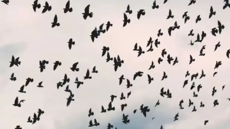 Bat Search Optical Illusion: This Flock Of Birds Overlooked A Bat Flying Along With Them. Do You See The Bat Among These Birds?