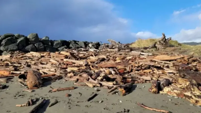 Dog Search Optical Illusion: My Dog Playing in Drift Wood! Can You Spot It?