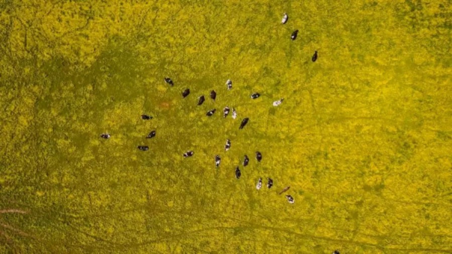 Horse Among Cows Optical Illusion: Can You Detect The Horse Among These Cows?