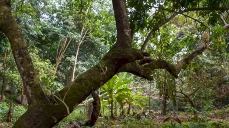 Jaguar Finding Optical Illusion: Eagle Eyes Can Detect the Hidden Jaguar in 9 Seconds?