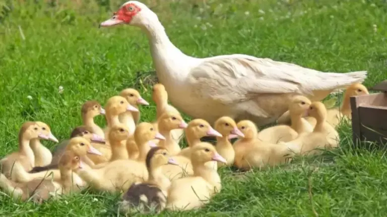 Optical Illusion: Can You Find a Chick in 15 Seconds?