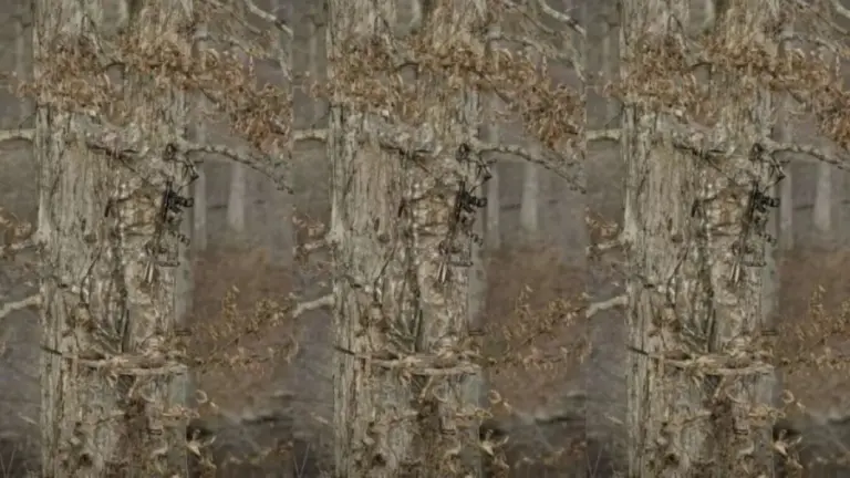 Optical Illusion Challenge: Camouflaging At Best! Do You Notice The Perfectly Camouflaged Sniper In This Image