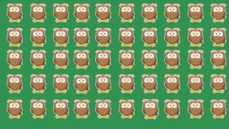 Optical Illusion Challenge: One Of These Owls Is Different From The Rest. Can You Spot The Different Owl?