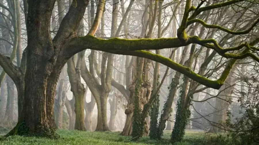 Optical Illusion Hide And Seek: Within 14 Seconds, Can You Detect The Deer In This Forest?