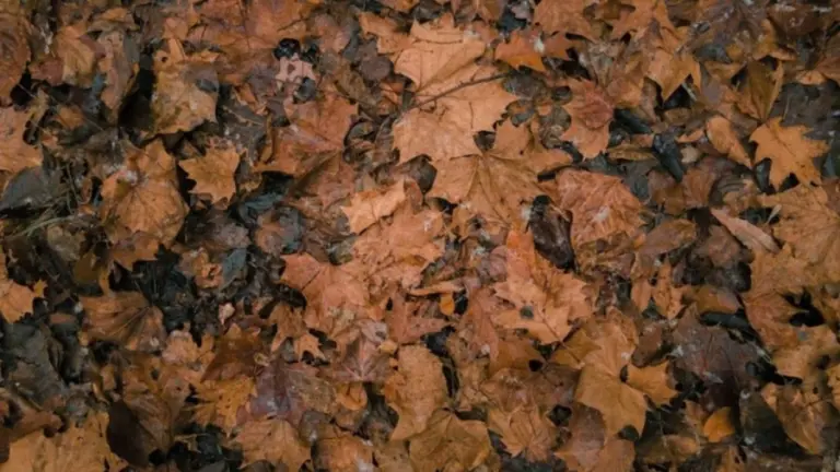 Optical Illusion To Test Your Eyes! Find The Ant Among These Leaves Within 20 Seconds If You Have Hawkeyes