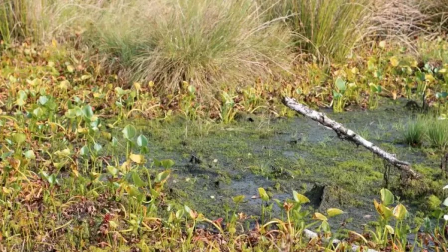 Optical Illusion Visual Test: If You Want To Check Your Eyes, Try To Detect The Frog In This Pond