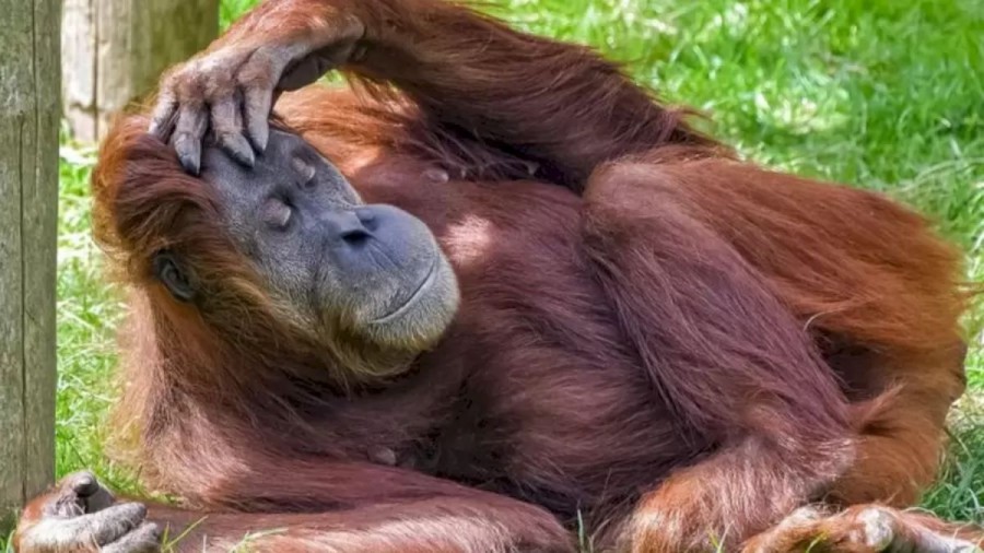 This Cool Orangutan Lost Its Cooling Glass. Can You Locate The Glasses In This Optical Illusion?