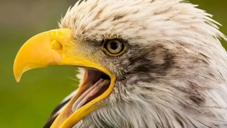 This Eagle In This Optical Illusion Stole A Lemon. Do You Notice It?