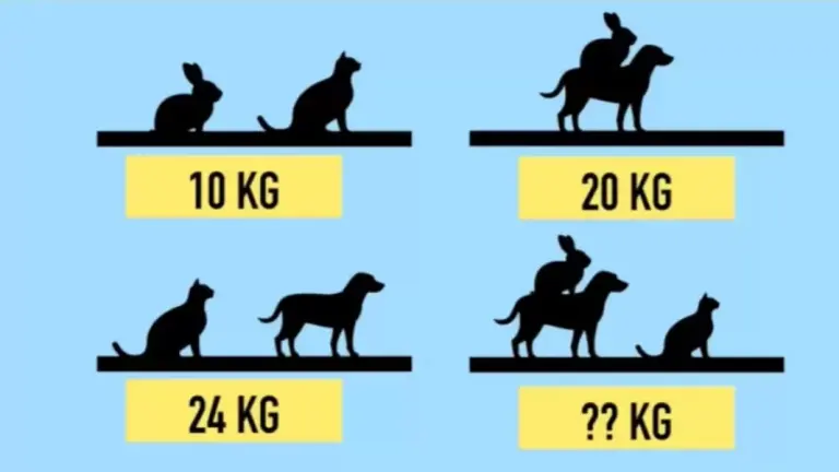 Brain Teaser: Can You Guess The Weight Of A Rabbit Cat And Dog? Picture Math Puzzle