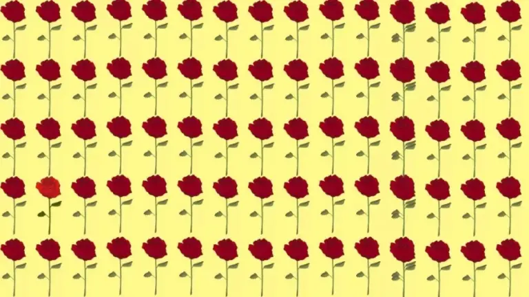 Brain Teaser Eye Test: Which Of These Rose Does Not Fit Here?