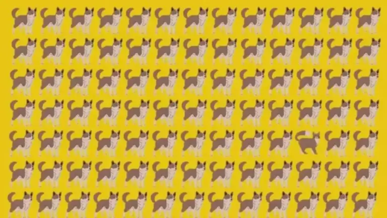 Can You Find The Cat Hiding Among These Dogs? Explanation And Solution To This Optical Illusion