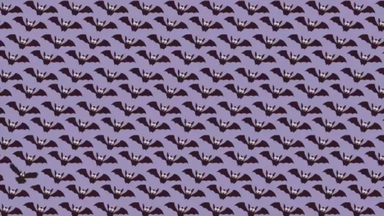 Can You Find The Owl Among The Bats Within 12 Seconds? Explanation And Solution To The Optical Illusion