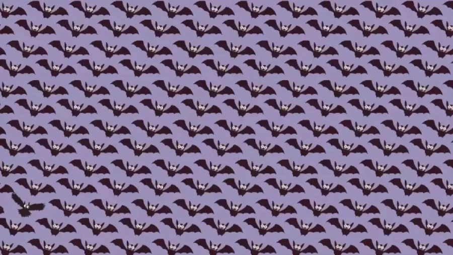 Can You Find The Owl Among The Bats Within 12 Seconds? Explanation And Solution To The Optical Illusion