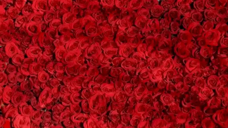 Can You Find a Heart Among these Roses within 20 Seconds Explanation and Solution To The Optical Illusion